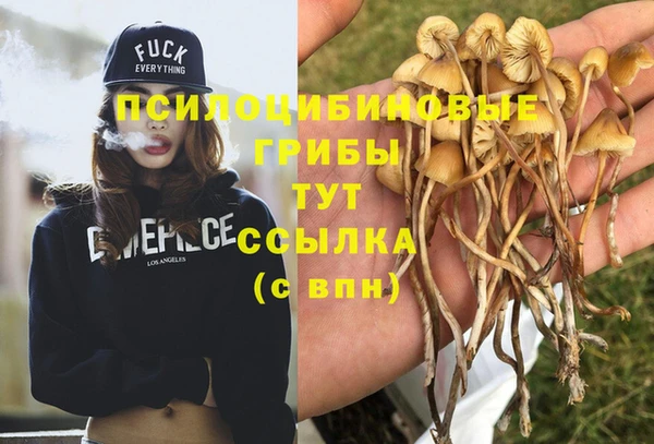 ПСИЛОЦИБИНОВЫЕ ГРИБЫ Гусев